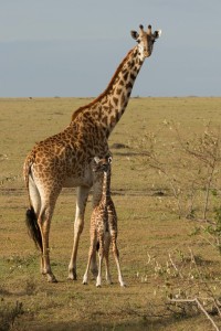 Tiere Kenia (8 von 11)   