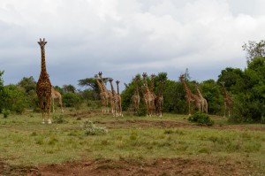 Tiere Kenia (9 von 11)  